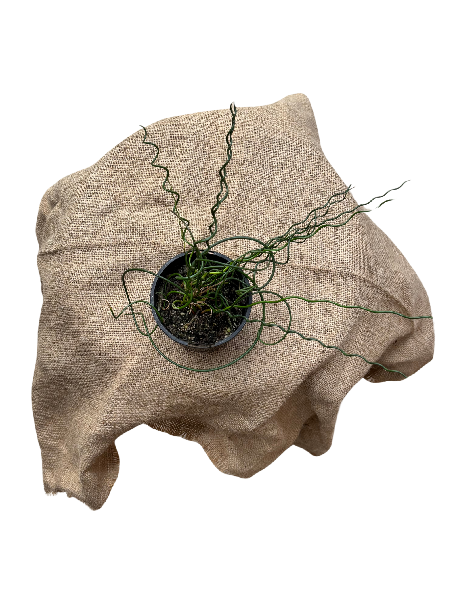Juncus_effusus_Spiralis__10cm_pot