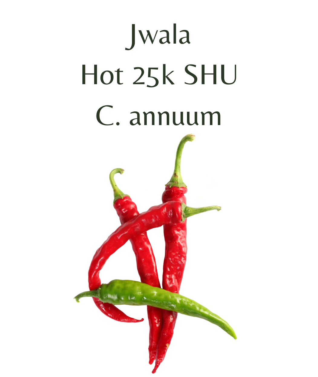 Jwala Chilli Plant in 4