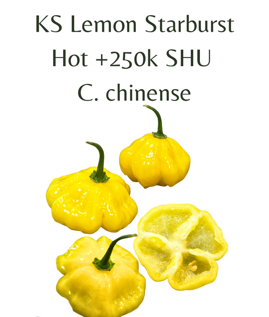 KS_Lemon_Starburst_Chilli_Seeds_10_seeds