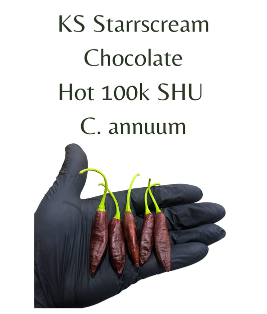 KS_Starrscream_Chocolate_Chilli_Seeds_10_seeds