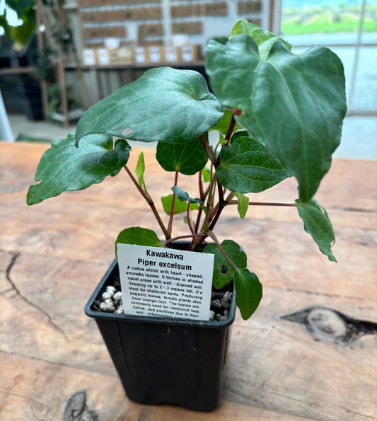 Kawakawa (Piper excelsum) in a 10cm pot. - Rasmussen Gardens