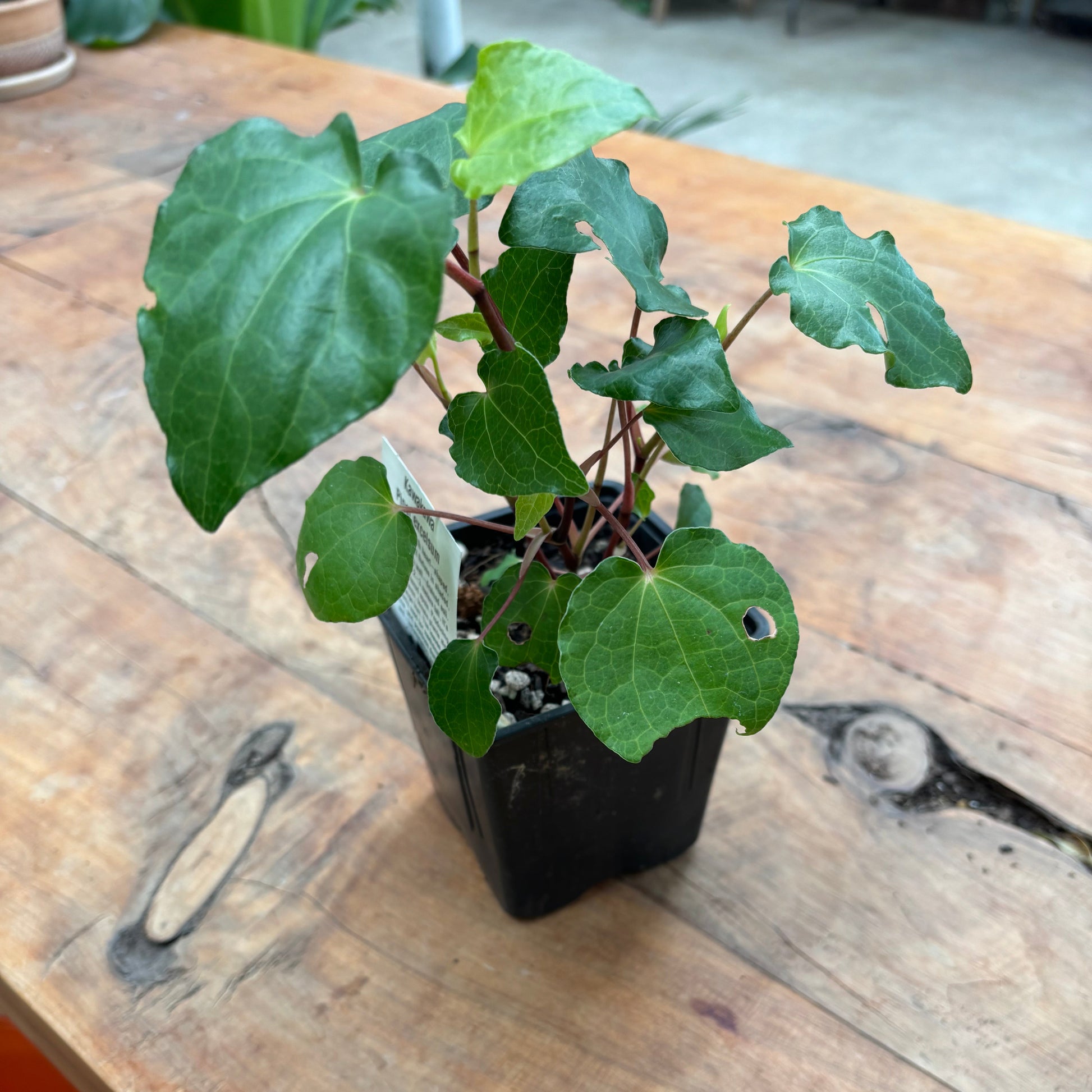 Kawakawa (Piper excelsum) in a 10cm pot. - Rasmussen Gardens