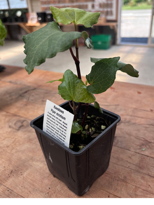 Kawakawa_Piper_excelsum_in_a_10cm_pot
