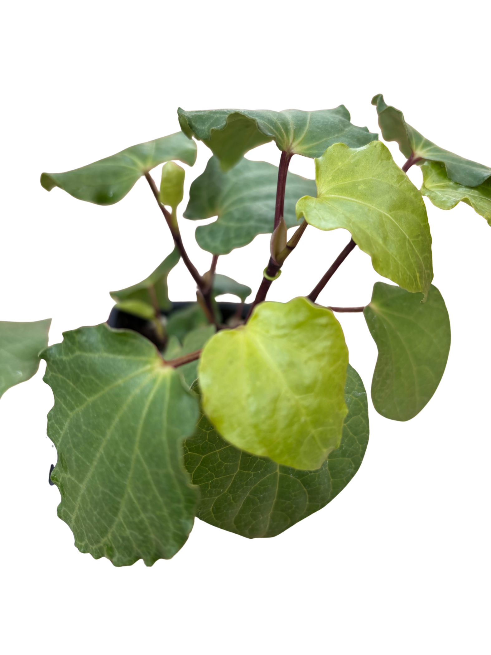 Kawakawa_Piper_excelsum_in_a_10cm_pot