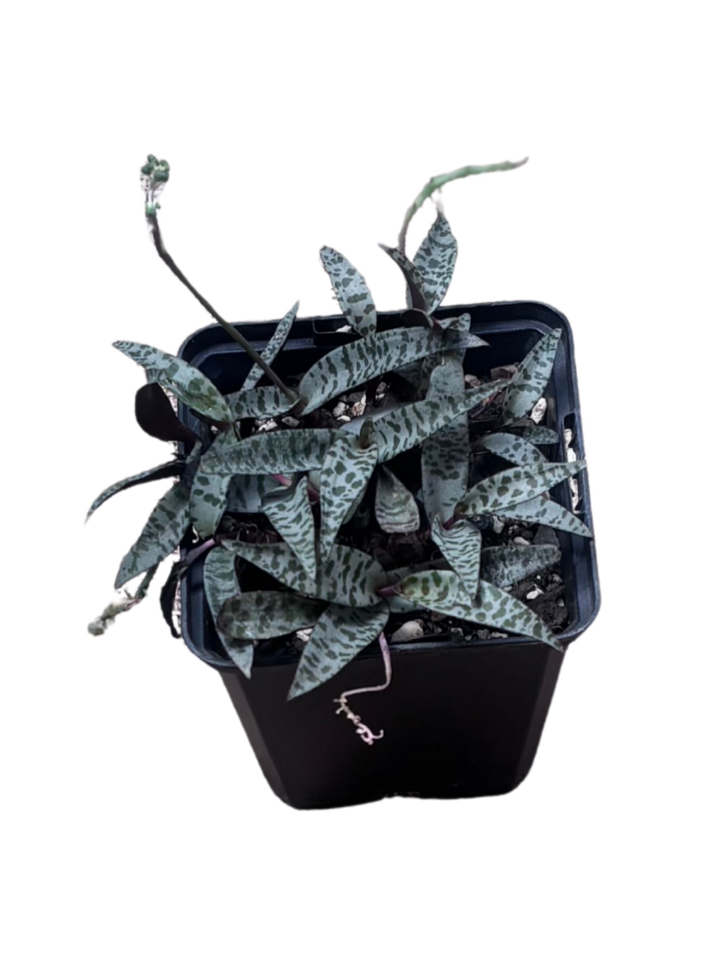 Ledebouria_socialis_Silver_Squill_plant_in_10_cm_Pot