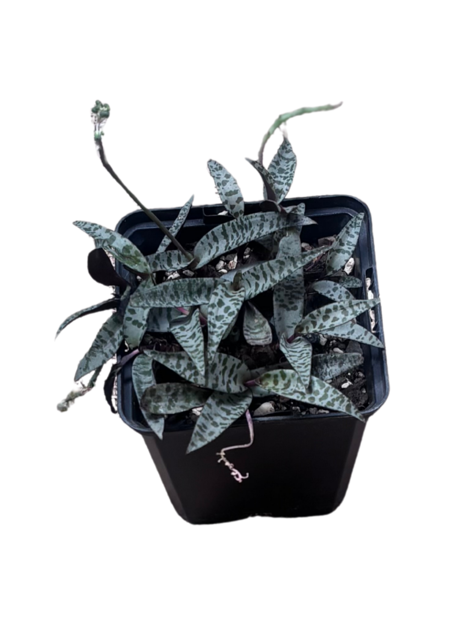 Ledebouria_socialis_Silver_Squill_plant_in_10_cm_Pot