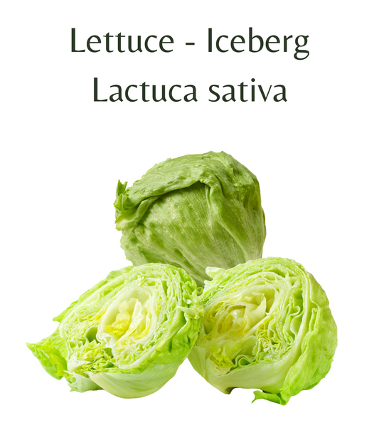 Lettuce_-_Iceberg_150_seeds