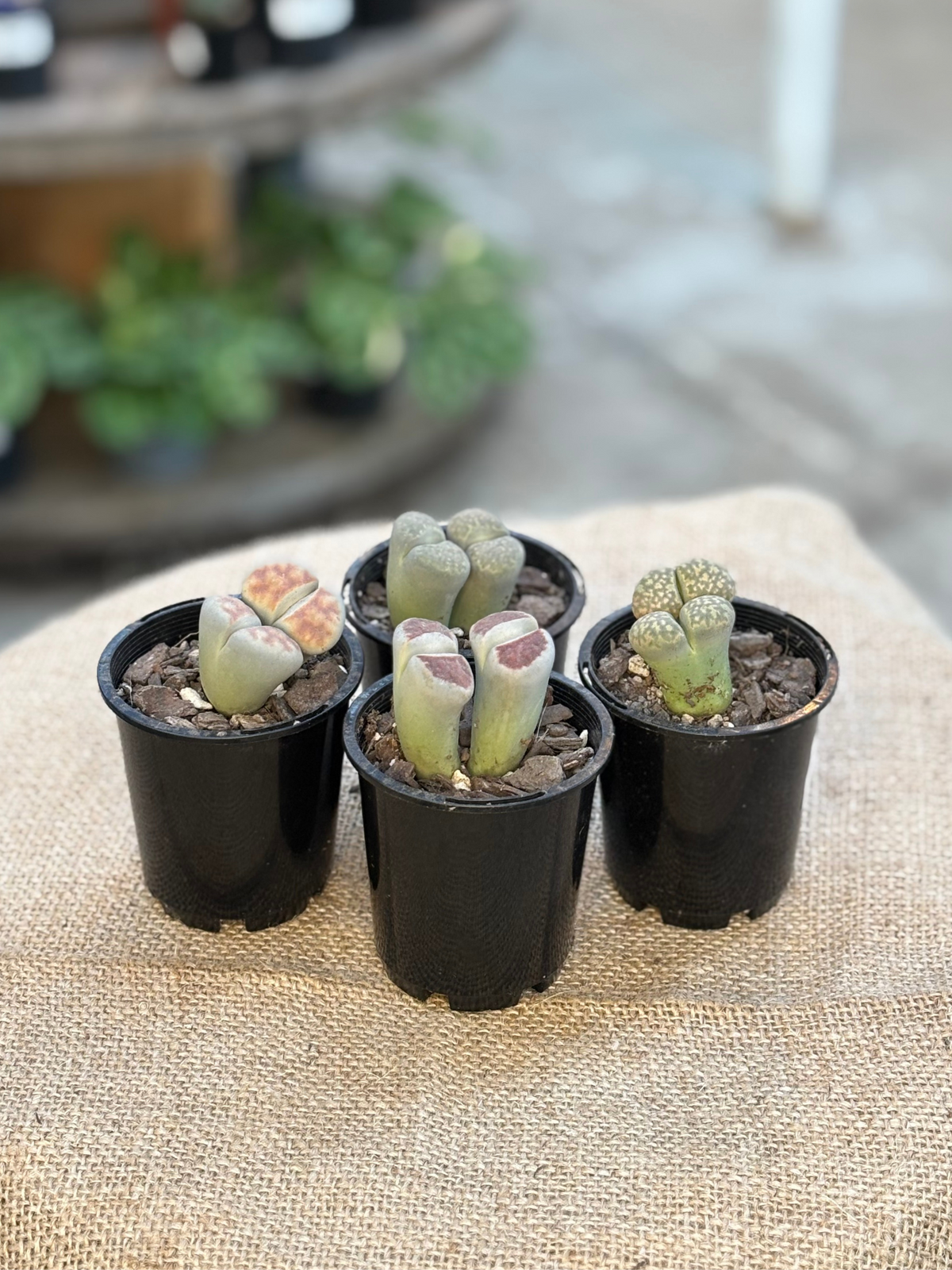 Lithops C255 Lithops Mixed in 7 cm pot – Rasmussen Gardens