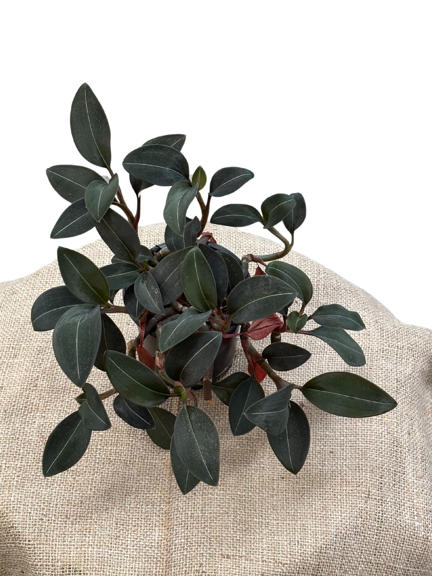 Ludisia discolor var. nigrescens 'Jewel Orchid' in XX cm pot
