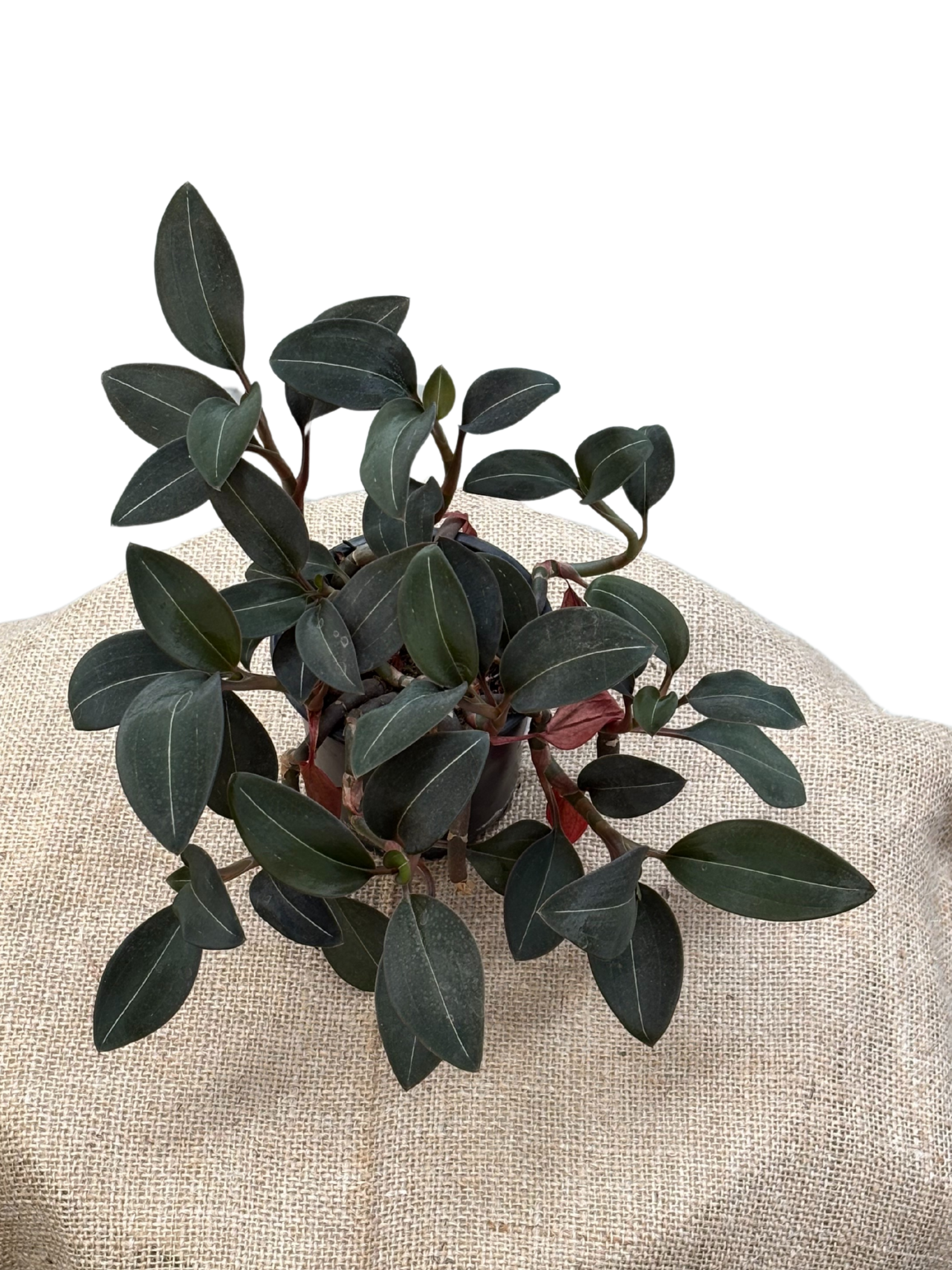 Ludisia discolor var. nigrescens 'Jewel Orchid' in XX cm pot