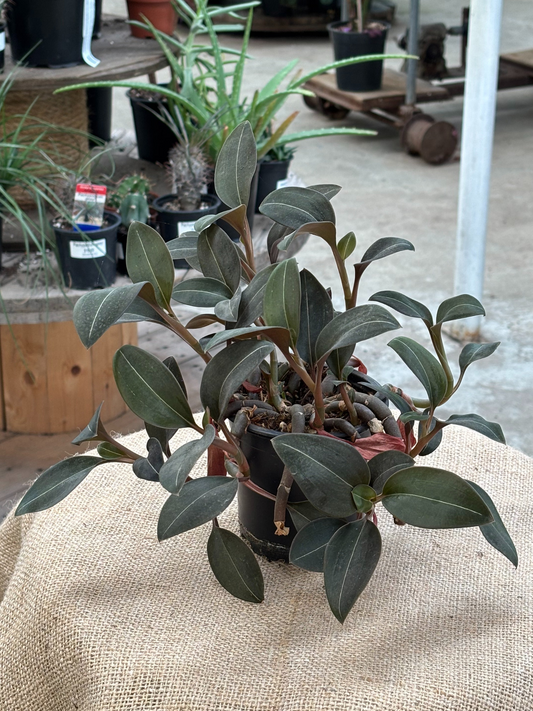 Ludisia discolor var. nigrescens 'Jewel Orchid' in XX cm pot