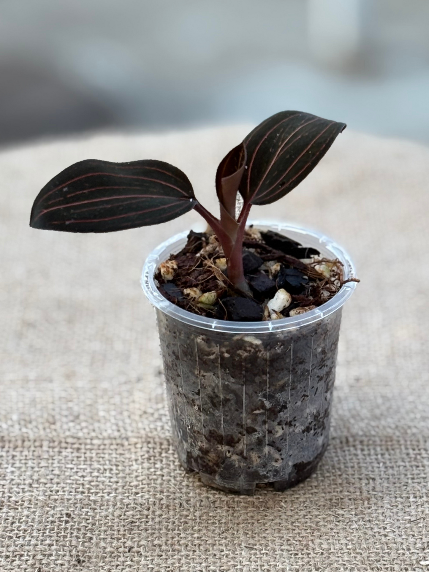 Ludisia_discolor_var_nigrescens_Jewel_Orchid
