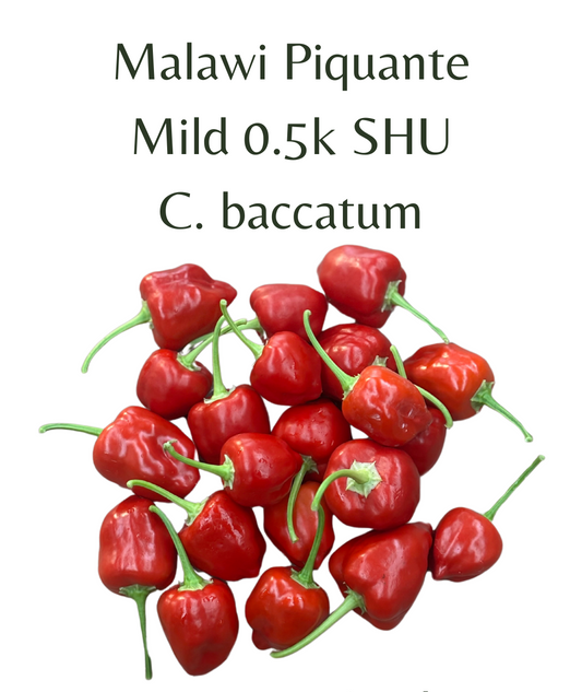 Malawi Piquante Chilli Seeds (10 seeds)