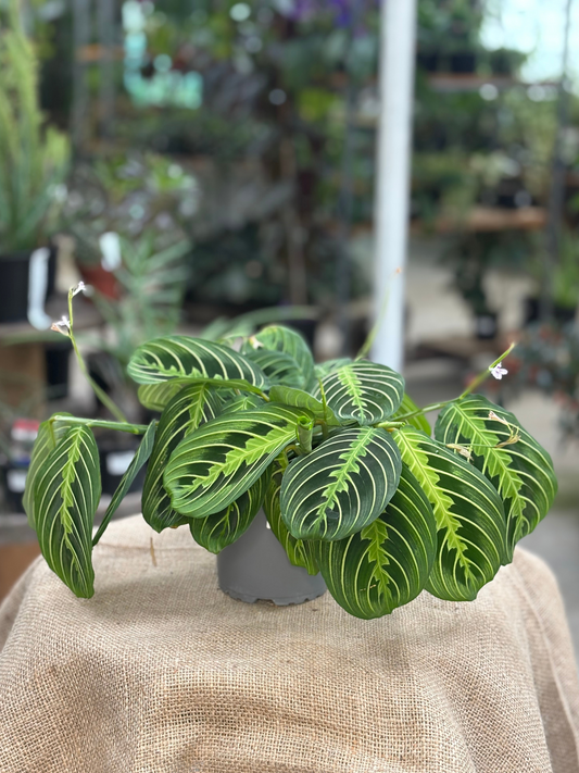 Maranta Leuconeura 'Lemon Lime' plant in 12 cm pot