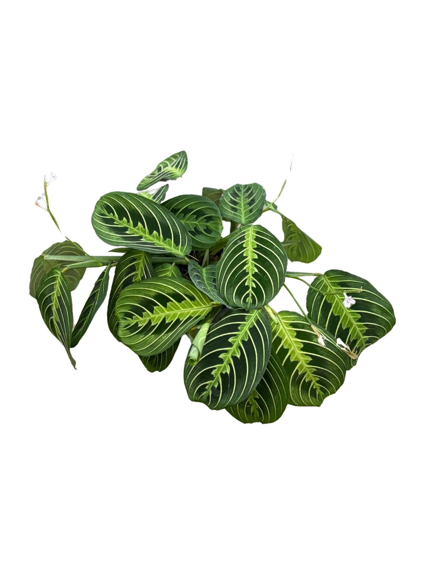Maranta Leuconeura 'Lemon Lime' plant in 12 cm pot