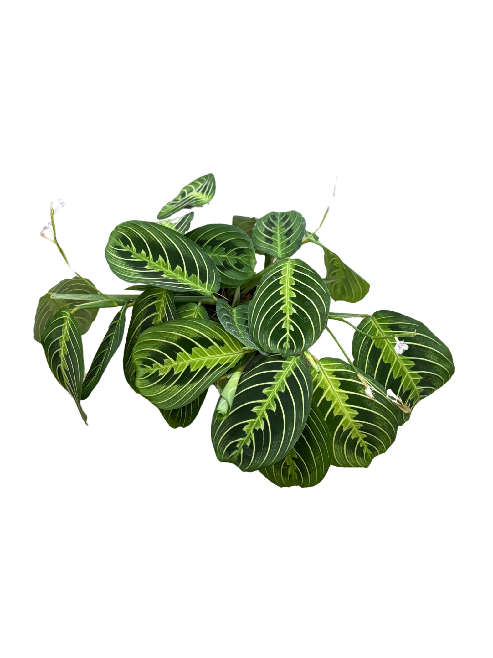 Maranta Leuconeura 'Lemon Lime' plant in 12 cm pot