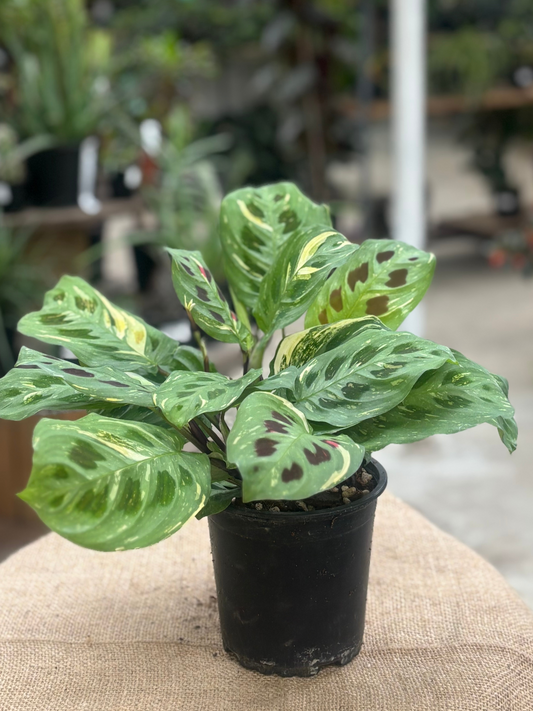 Maranta Leuconeura Variegata 'Prayer' plant in 12 cm pot