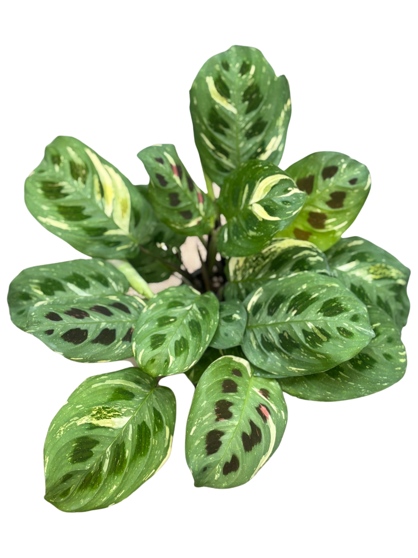 Maranta Leuconeura Variegata 'Prayer' plant in 12 cm pot