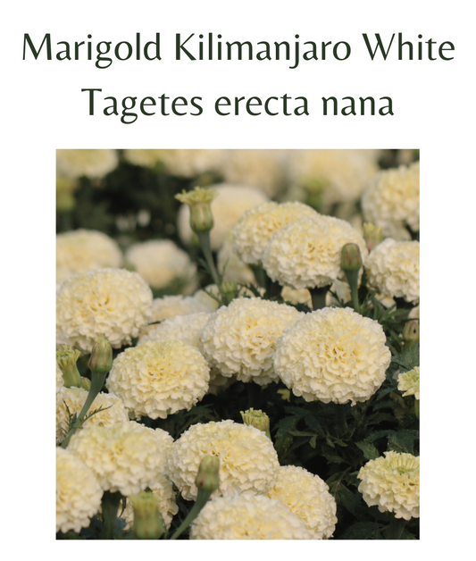 Marigold_-_Kilimanjaro_White_20_seeds