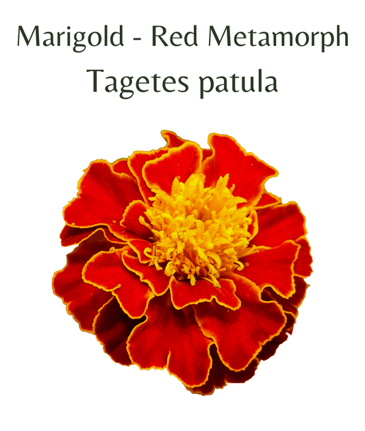 Marigold_-_Red_Metamorph_25_seeds