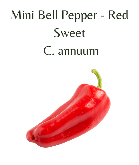 Mini_Bell_Pepper_-_Red_Chilli_Seeds_10_seeds