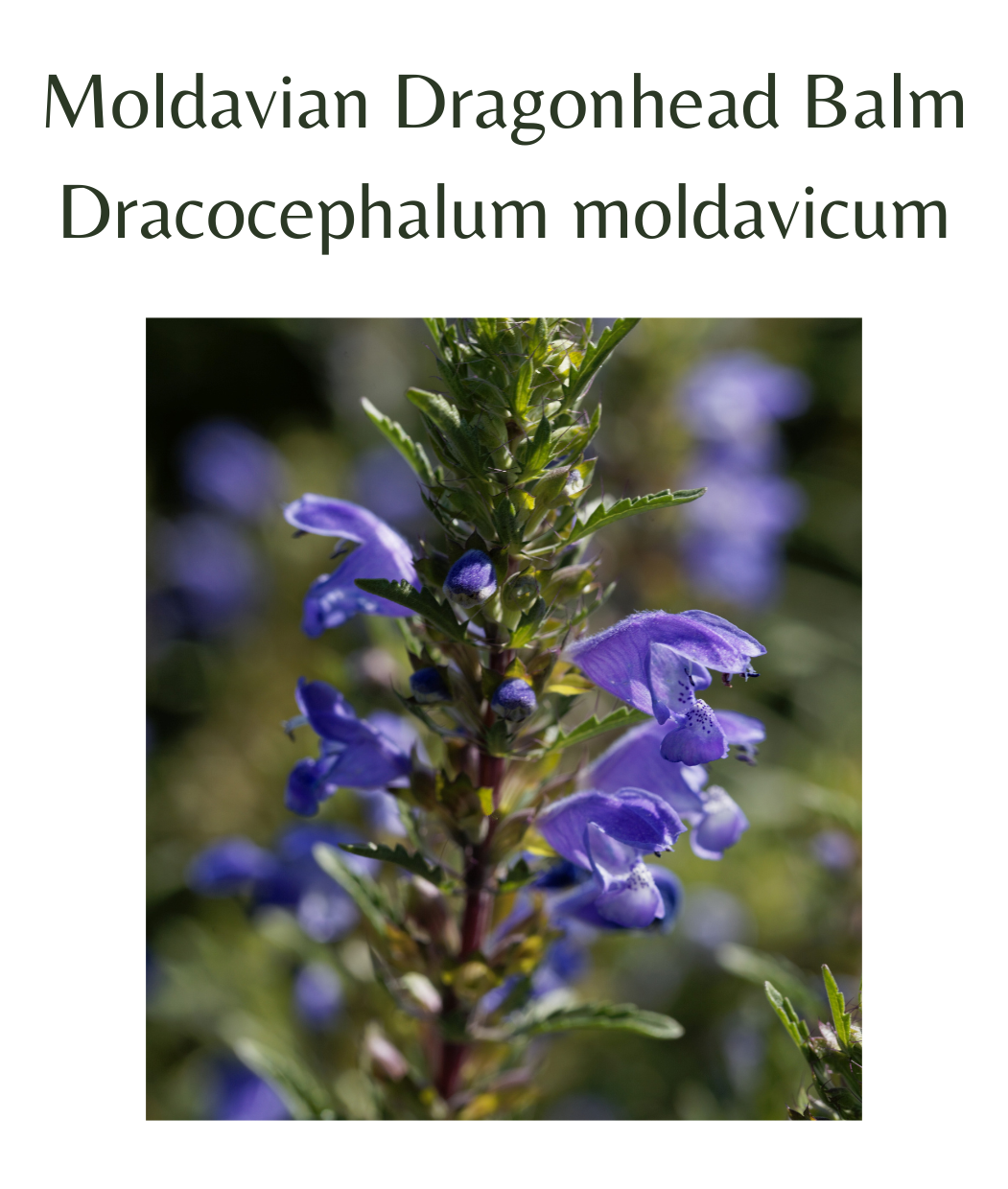 Moldavian_Dragonhead_Balm_50_seeds