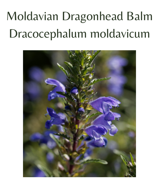 Moldavian_Dragonhead_Balm_50_seeds