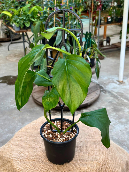 Monstera_acacoyaguensis_in_12_cm_Pot