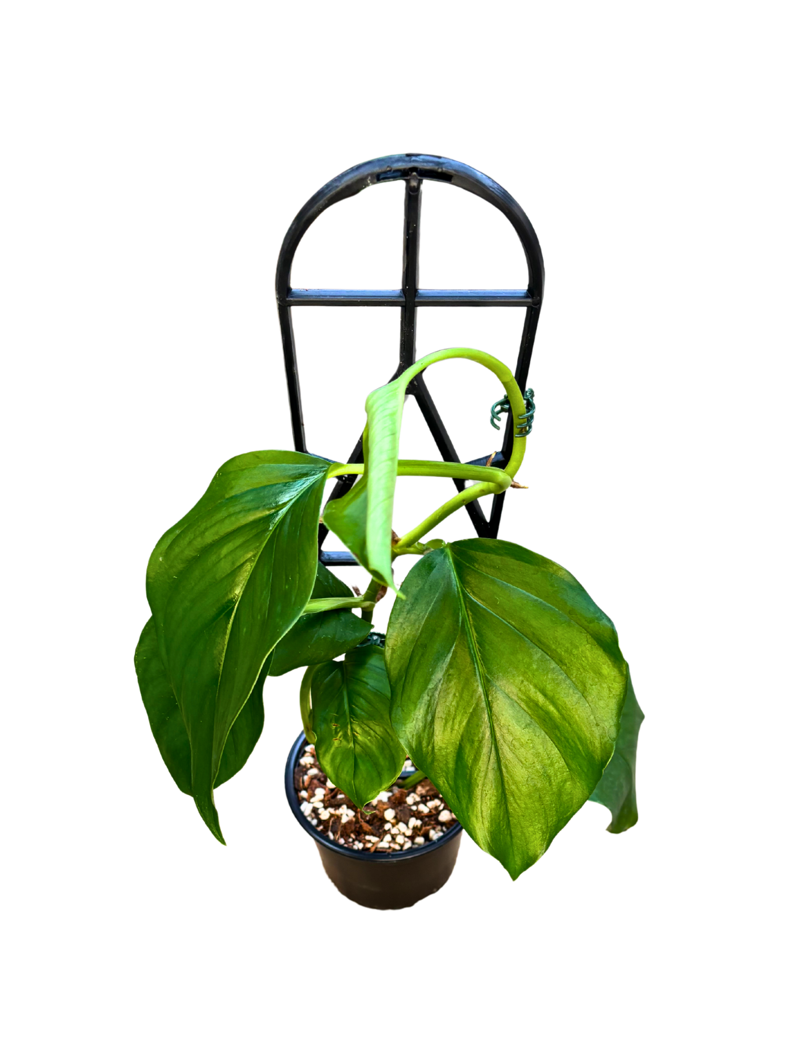 Monstera_acacoyaguensis_in_12_cm_Pot