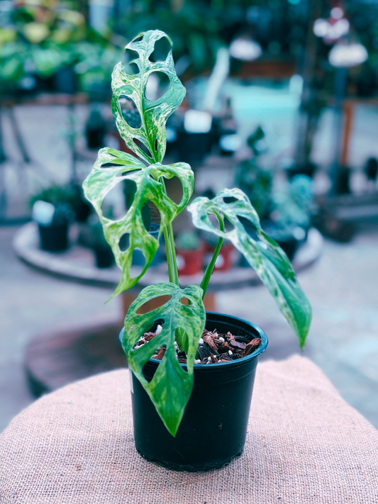 Monstera_adansonii_Mint_plant_in_12_cm_pot_Copy