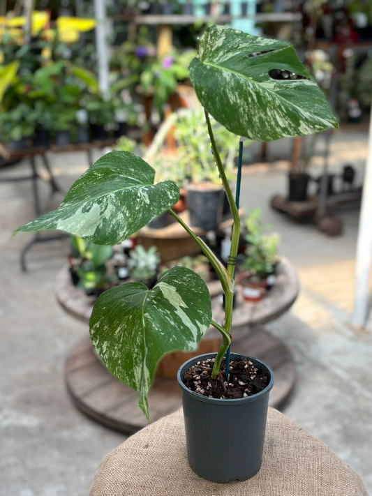 Monstera_borsigiana_Albo_in_13_cm_pot