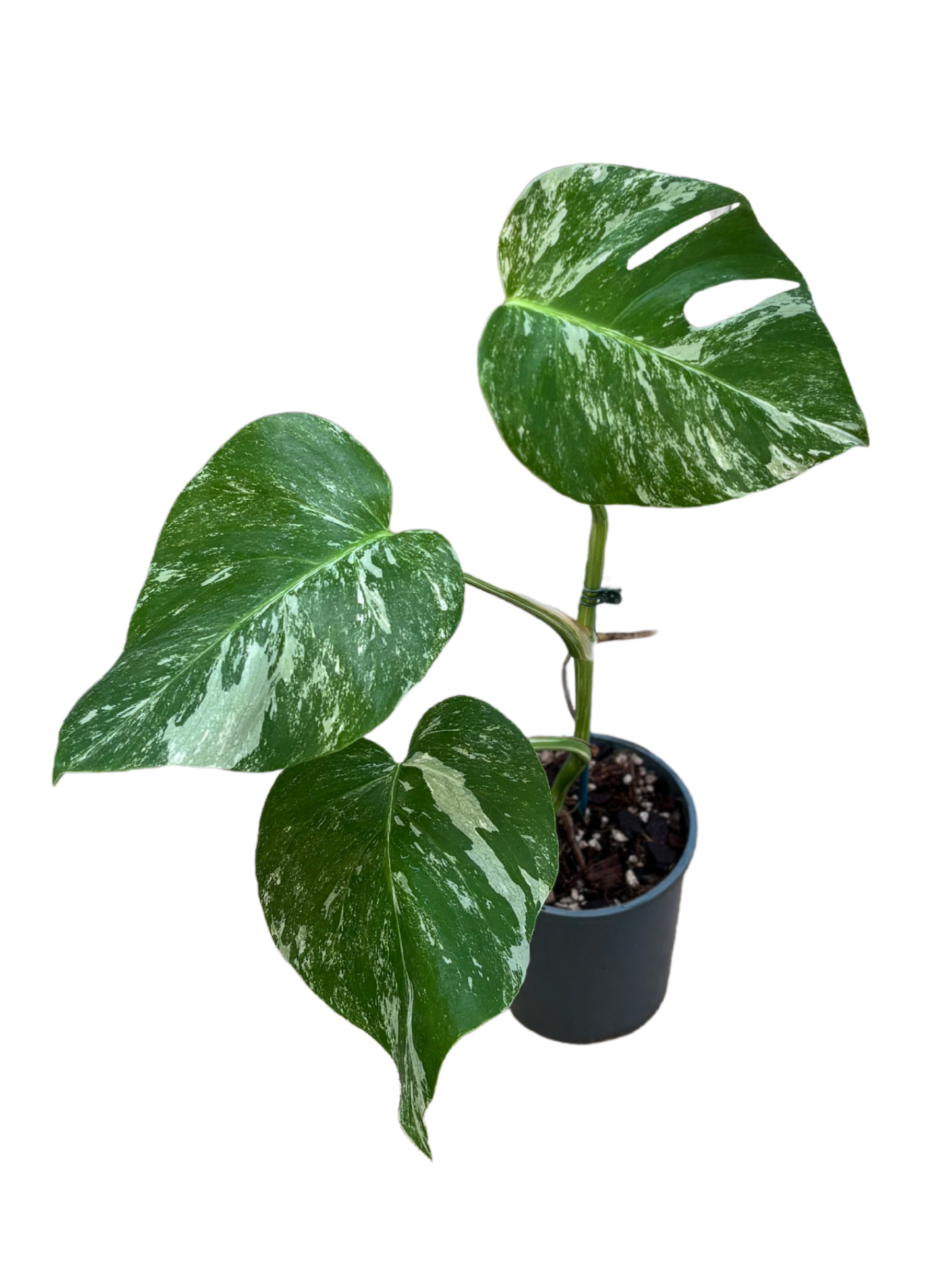 Monstera_borsigiana_Albo_in_13_cm_pot