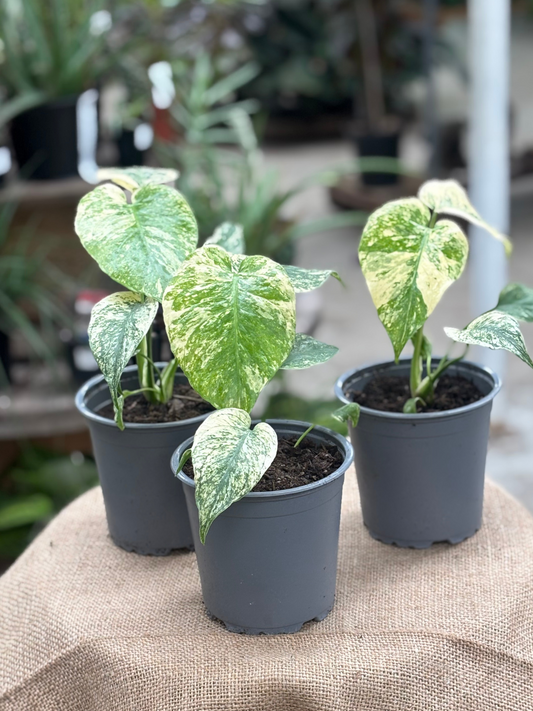 Monstera deliciosa 'Mint' in 12 cm pot