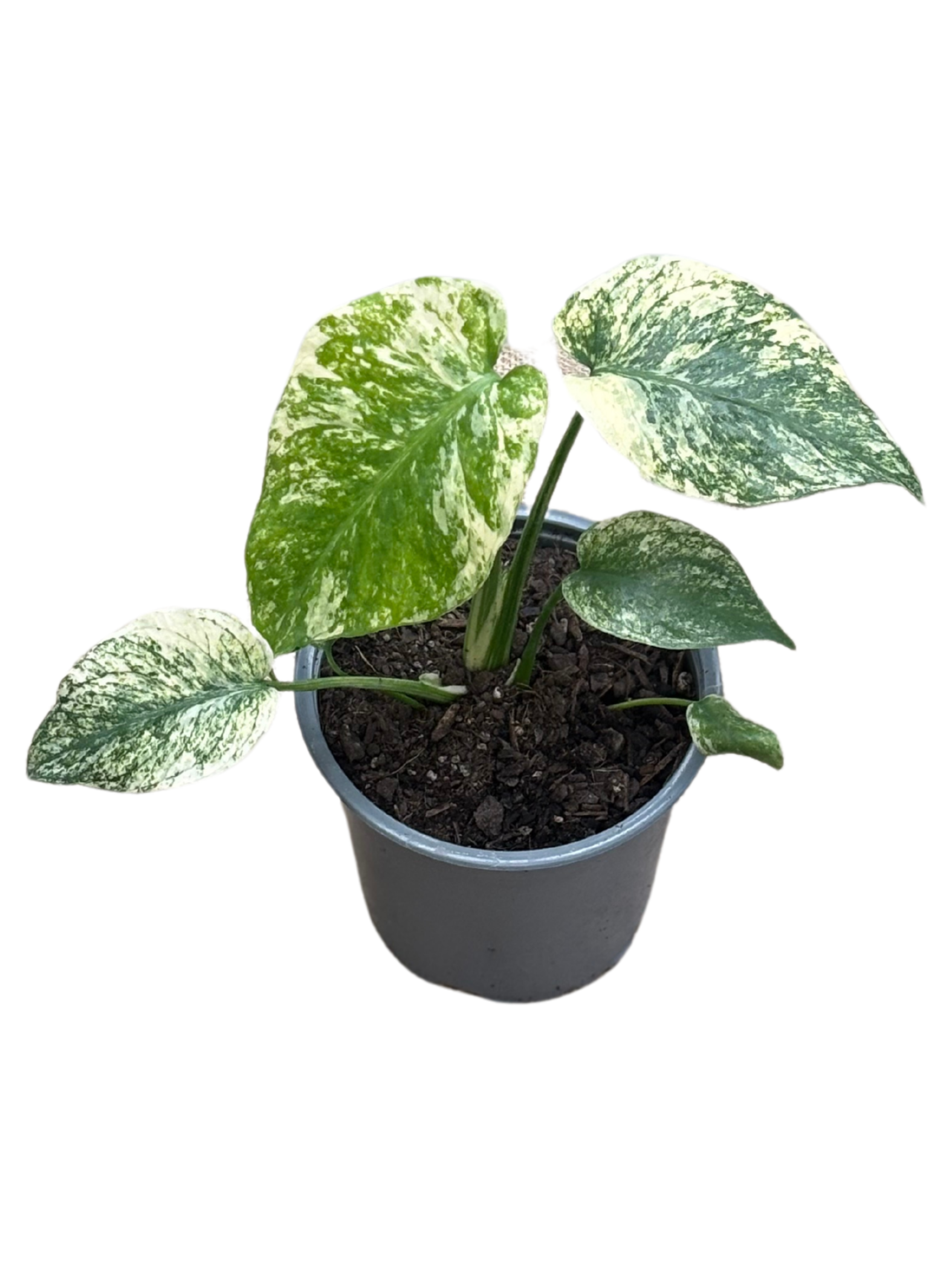 Monstera deliciosa 'Mint' in 12 cm pot
