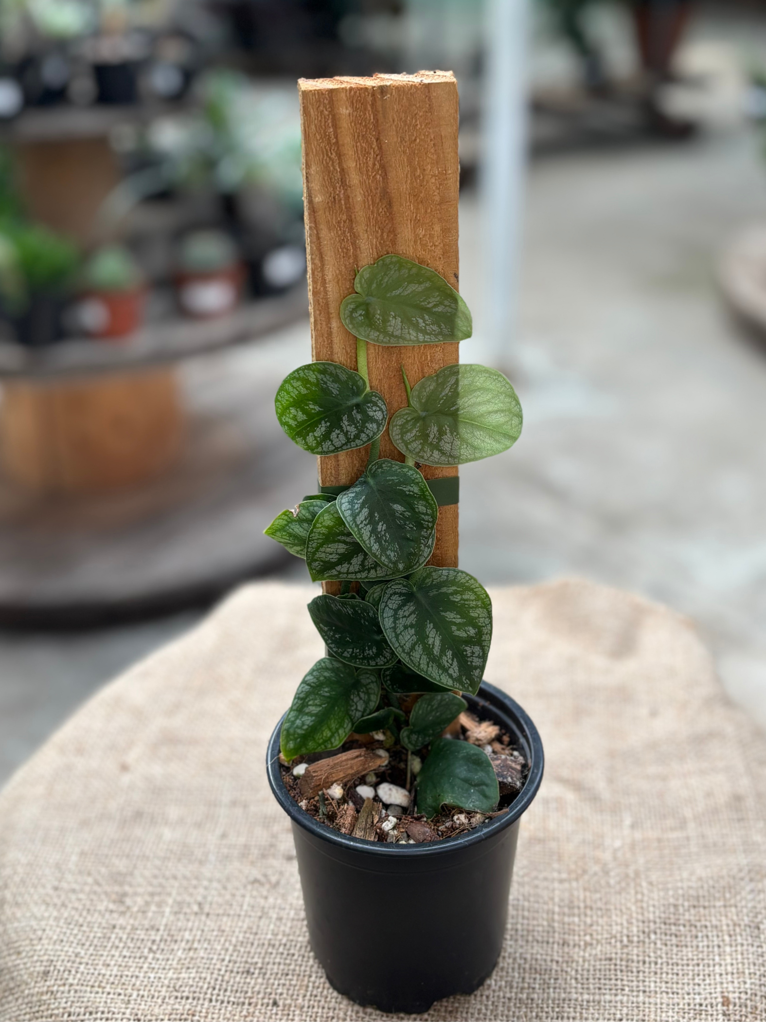 Monstera_dubia_plant_in_10_cm_pot