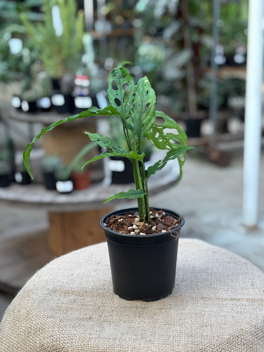 Monstera_obliqua_Peru_in_12_cm_pot