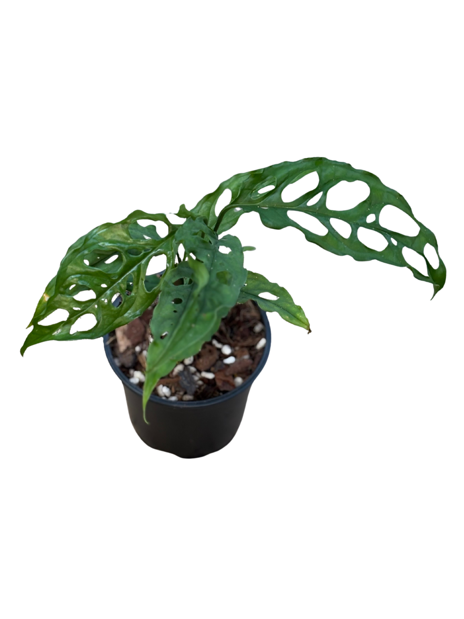 Monstera_obliqua_Peru_in_12_cm_pot