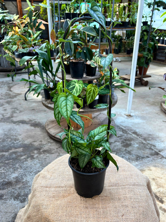 Monstera_siltepecana_plant_in_12_cm_pot