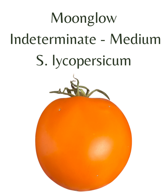 Moonglow_Tomato_Plant_in_4_pot