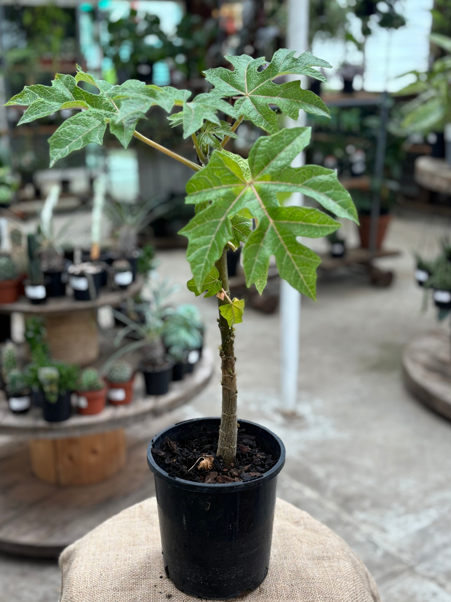 Mountain_Paw_Paw_Papaya_in_15cm_pot
