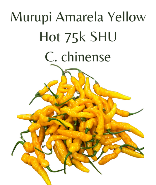 Murupi Amarela Yellow Chilli Seeds (10 seeds)