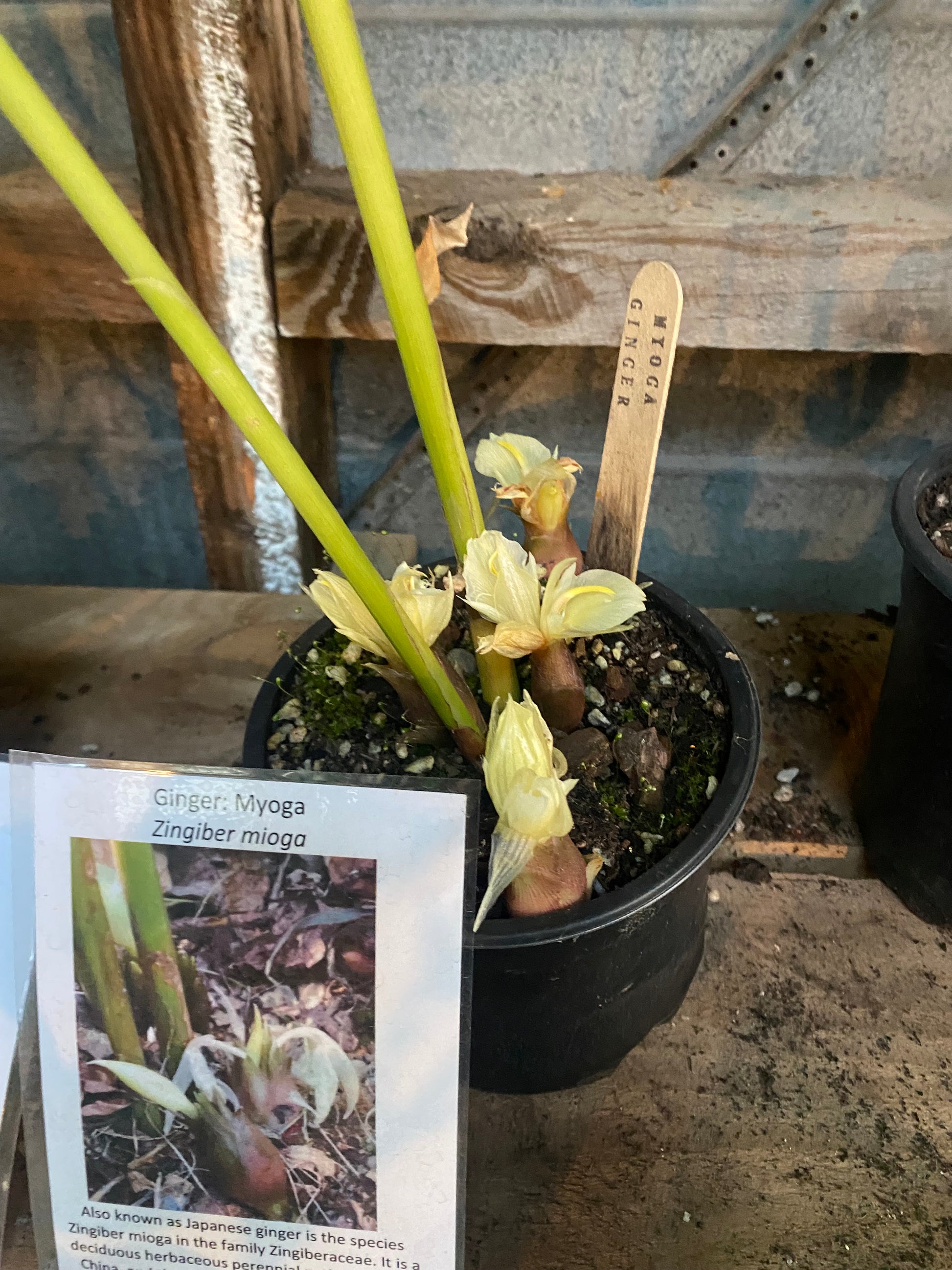 Myoga ginger, Japanese ginger in a 10cm pot. - Rasmussen Gardens