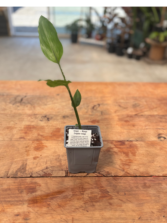 Myoga_ginger_Japanese_ginger_in_a_10cm_pot