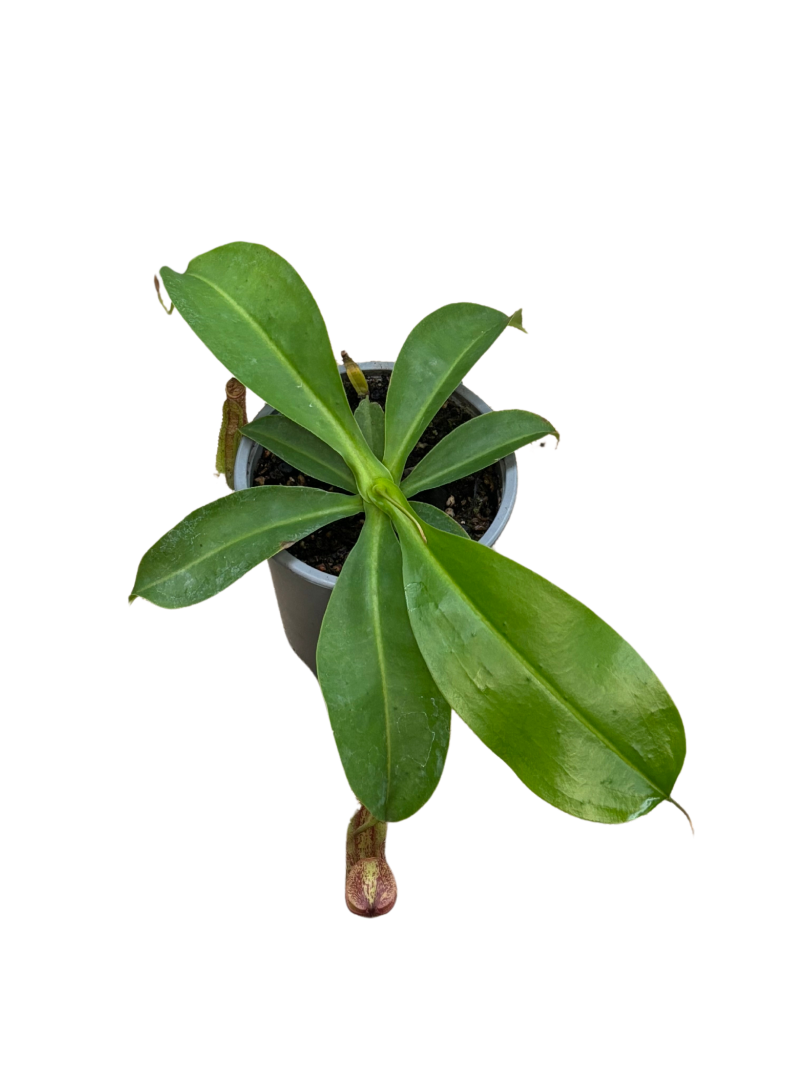 Nepenthes 'Alta' plant in 12 cm pot