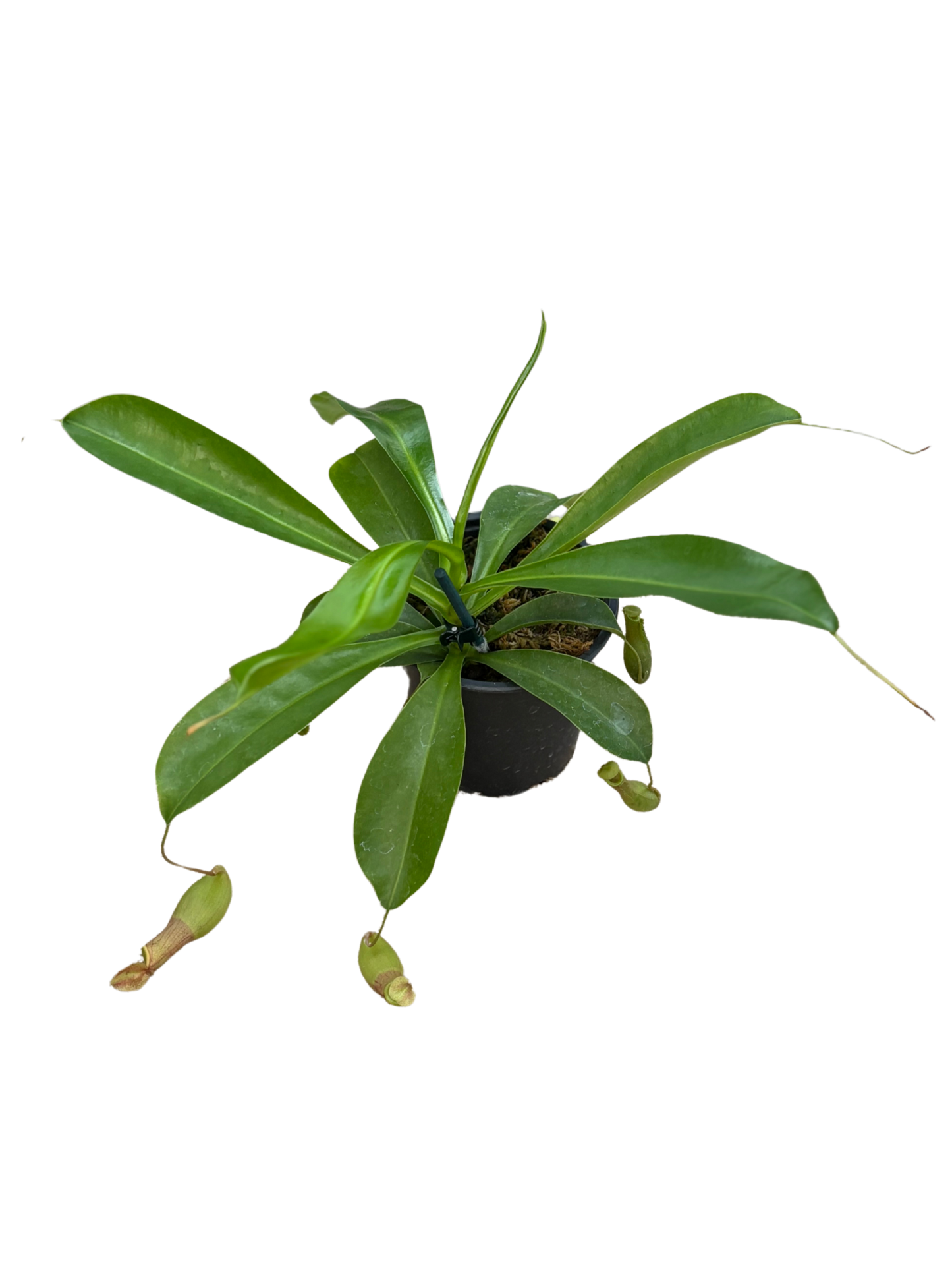 Nepenthes 'Miranda' plant in 12 cm pot