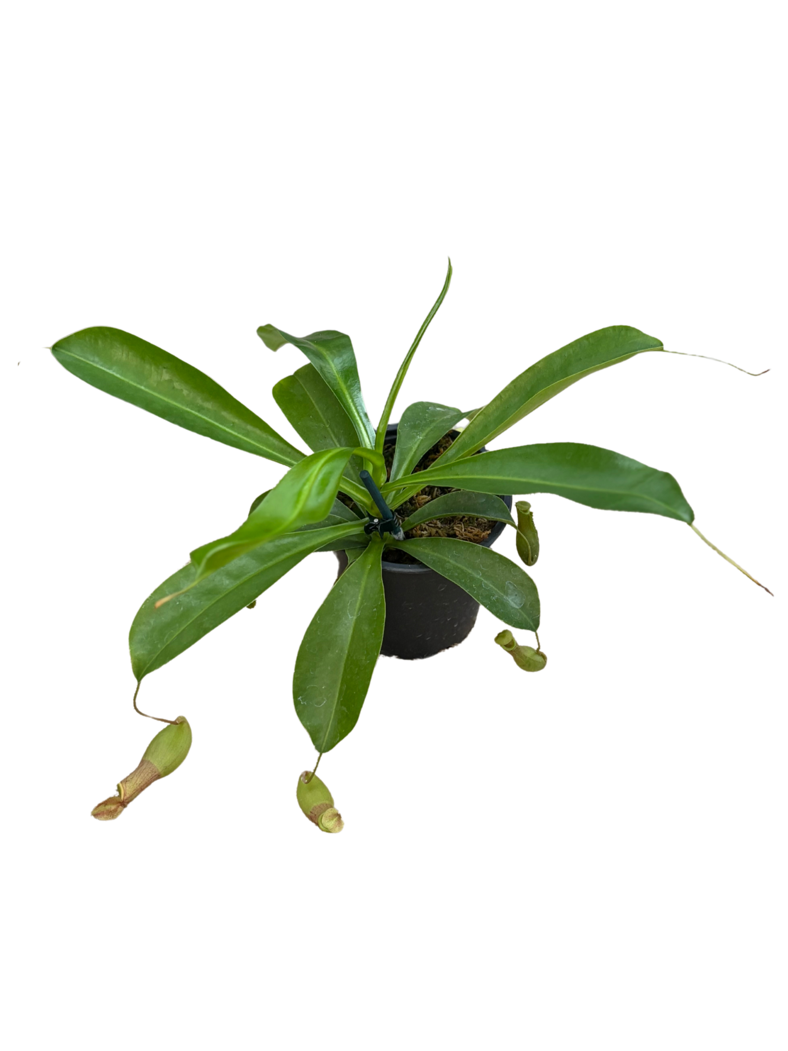 Nepenthes 'Miranda' plant in 12 cm pot