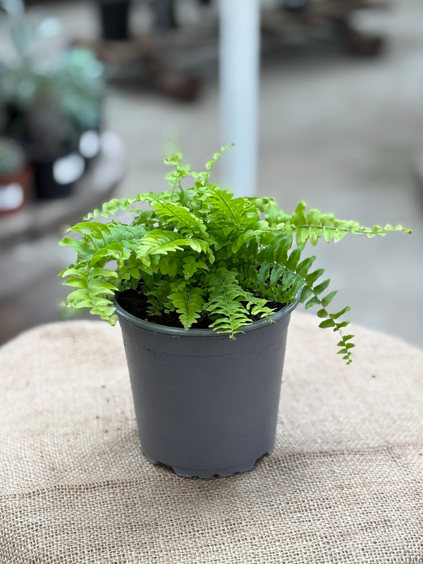 Nephrolepis exaltata ‘Boston Blue Bell’ plant in 10 cm pot – Rasmussen ...