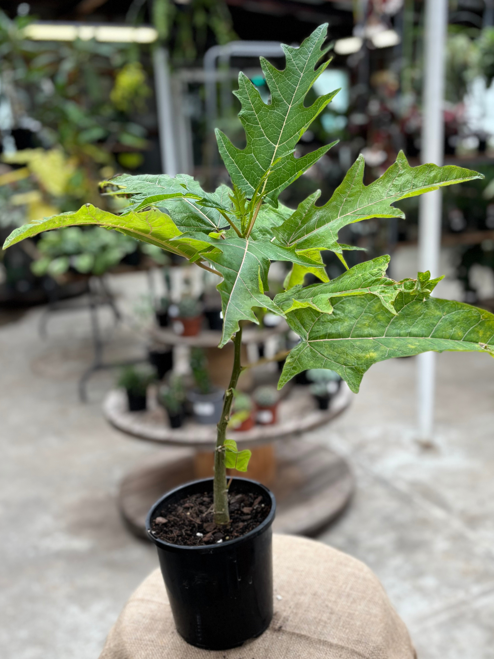 Oak_Leaf_Papaya_in_15cm_pot