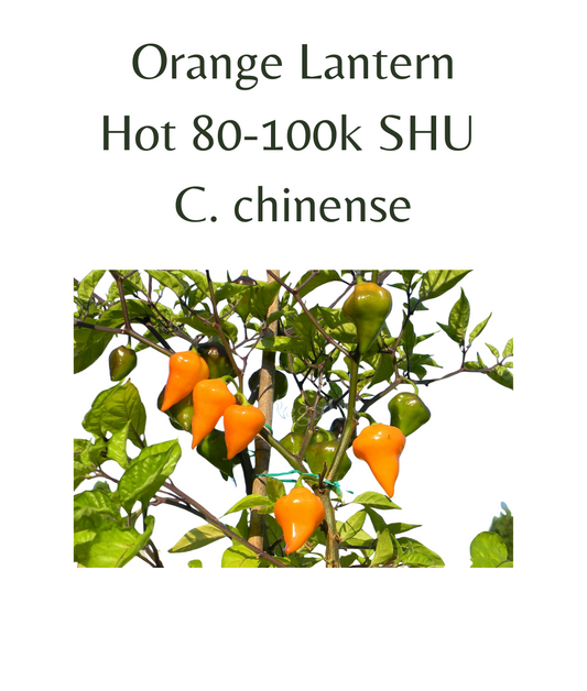 Orange Lantern Chilli Seeds (10 seeds) - Rasmussen Gardens