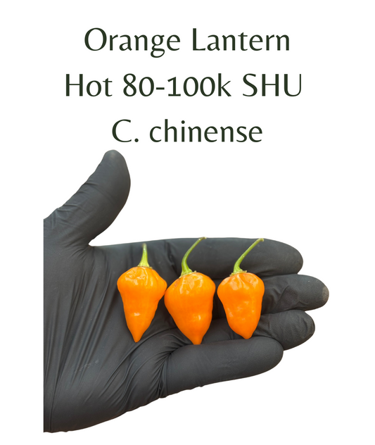 Orange Lantern Chilli Seeds (10 seeds)